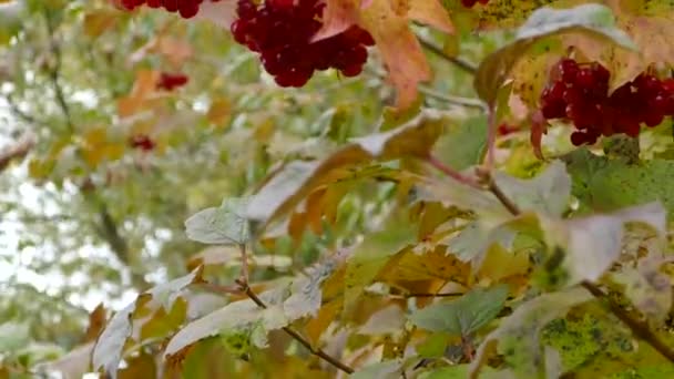 Ripe viburnum. Beautiful viburnum — Stock Video