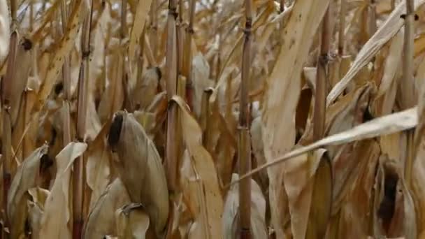 Fält av majs i höst. Skörden av majs på fältet — Stockvideo