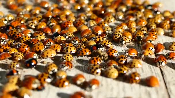 Un sacco di coccinelle — Video Stock