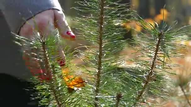 A girl is walking in the park in the fall. — Stock Video