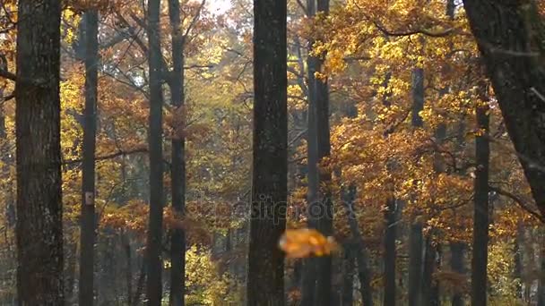 Herfst in het park. — Stockvideo