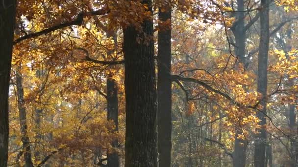 Autumn in the park. — Stock Video