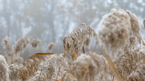 Nadýchané rákosí houpat podzimní vítr. — Stock video
