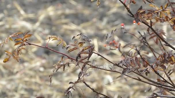 Rowan húmedo en las ramas en otoño . — Vídeo de stock