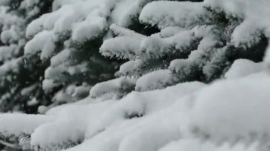 Noel ağacı içinde belgili tanımlık kar. Ağaç üzerinde kar düşüyor