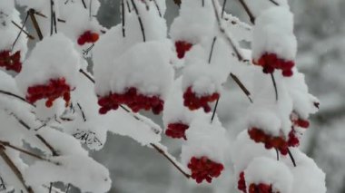 Kartopu çilek karla kaplıdır. Kar altında kırmızı kartopu çilek.
