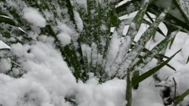 Palmiye ağacı kar altında. Palmiye ağacı yapraklarda kar düşüyor.