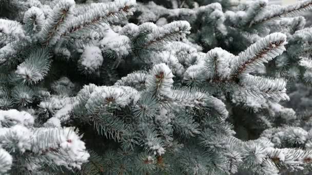 Χριστουγεννιάτικο Δέντρο Στο Χιόνι Χιόνι Πέφτει Πάνω Στο Δέντρο — Αρχείο Βίντεο