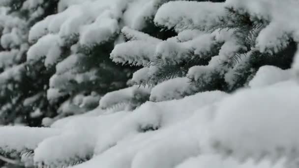 Weihnachtsbaum Schnee Schnee Fällt Auf Den Baum — Stockvideo