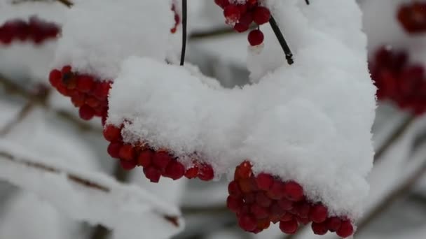 Bessen Van Viburnum Zijn Bedekt Met Sneeuw Planten Van Viburnum — Stockvideo