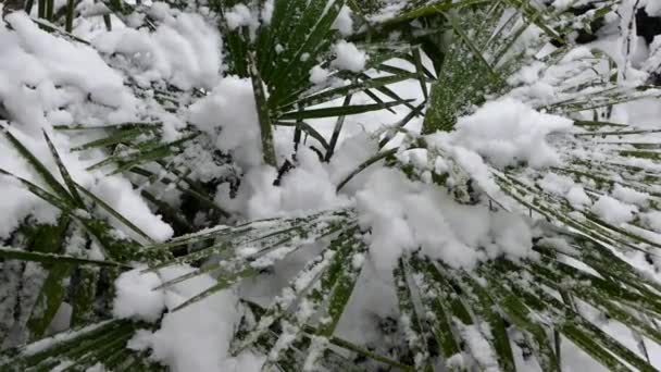 Palmera Bajo Nieve Nieve Cae Sobre Las Hojas Palmera — Vídeos de Stock