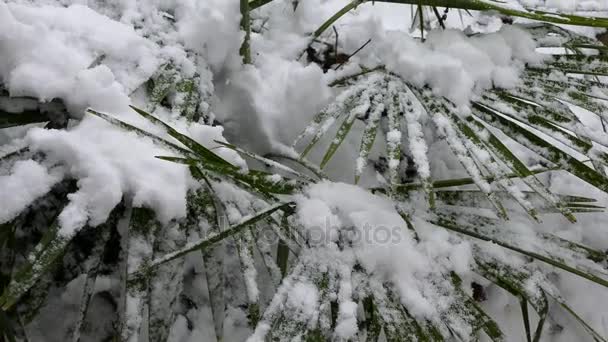 Palmeira Debaixo Neve Neve Cai Nas Folhas Palmeira — Vídeo de Stock