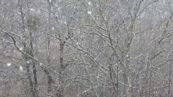 Den Första Snön Skogen Tidig Vinter — Stockvideo