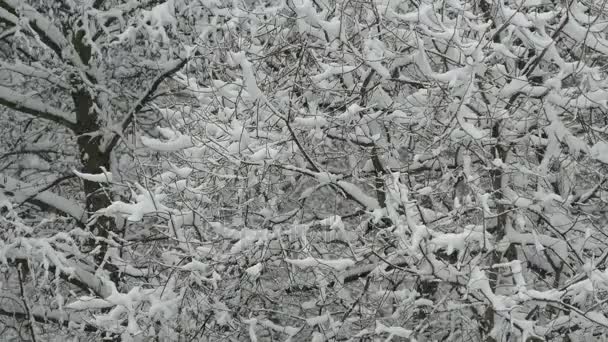 Stromy ve sněhu. — Stock video