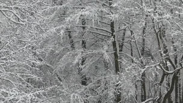 Bomen in de sneeuw. — Stockvideo