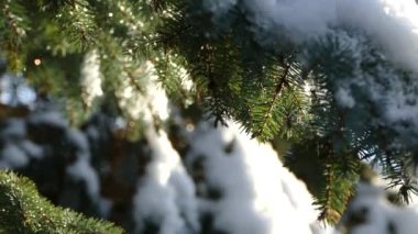Noel ağacı üzerinde eriyen kar. Kışın çözülme. Su damlaları ağaç dalından düşmek.