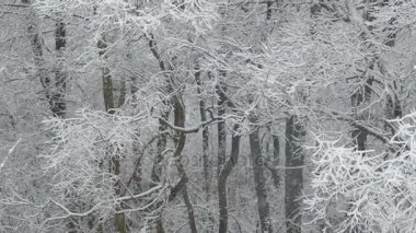Yoğun kar yağışı. Kış karla kaplı ormanda. Uçan Kar taneleri.