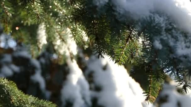 在圣诞树上融化的雪 在冬天解冻 水滴从树枝上落下 — 图库视频影像