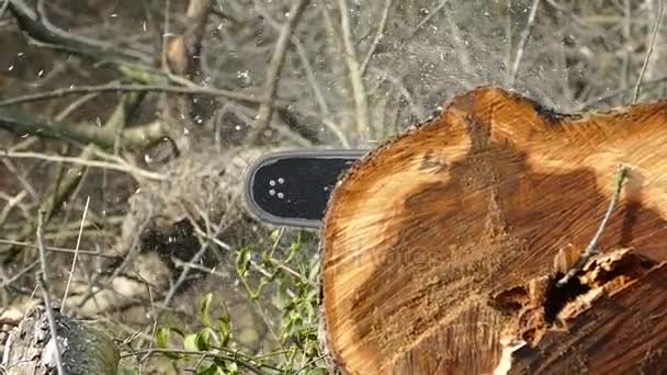 Saw the tree chainsaw. Wooden chips are falling from the saw. — Stock Video