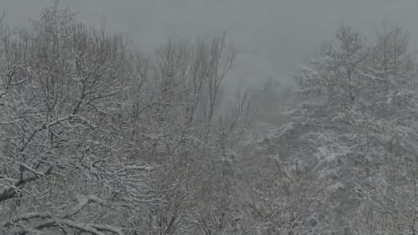 Fuertes nevadas. Bosque cubierto de nieve en invierno. Copos de nieve voladores . — Vídeos de Stock