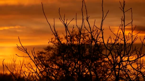 Orangefarbener Sonnenuntergang Ein Schöner Herbstabend Kahle Äste — Stockvideo
