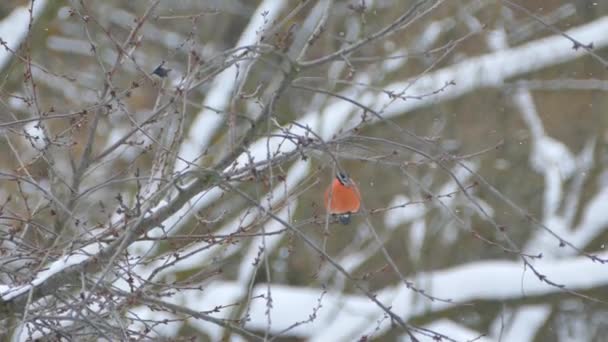 Gimpel Sitzen Auf Einem Ast Und Fressen Wintervögel Und Fallender — Stockvideo