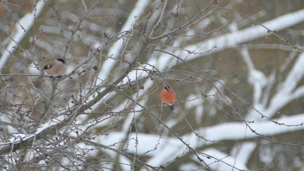Bullfinch Sit Tree Branch Eat Winter Birds Falling Snow — Stock Video