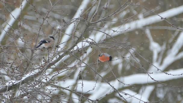 Bullfinch Sedersi Ramo Albero Mangiare Uccelli Invernali Neve Caduta — Video Stock