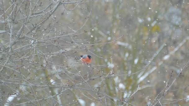 Bullfinch Sentar Galho Árvore Comer Pássaros Inverno Neve Caindo — Vídeo de Stock