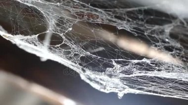 Örümcek ağı. Tavan arasında eski evinde örümcek ağı. Eski örümcek ağı sallanan.