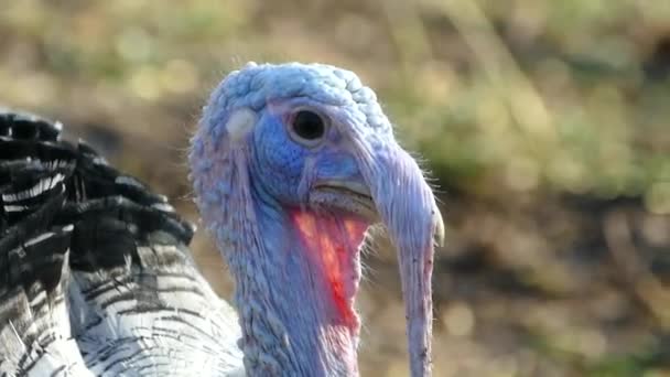The turkey walks in the birds yard. Live beautiful turkey. Turkey for the holiday. — Stock Video