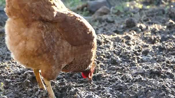 The hen is rowing in the ground and looking for food. The hen walks in the farmyards yard. — Stock Video
