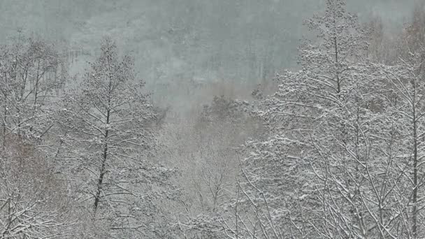 La nieve cae lentamente sobre los árboles cubiertos de nieve en el bosque. Hermoso invierno y nevadas . — Vídeo de stock