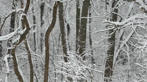 A neve cai lentamente sobre as árvores cobertas de neve na floresta. Belo inverno e nevasca . — Vídeo de Stock