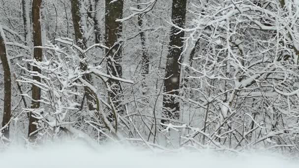 Χιόνι πέφτει σιγά-σιγά στα χιονισμένα δέντρα στο δάσος. Όμορφο χειμώνα και χιονοπτώσεις. — Αρχείο Βίντεο