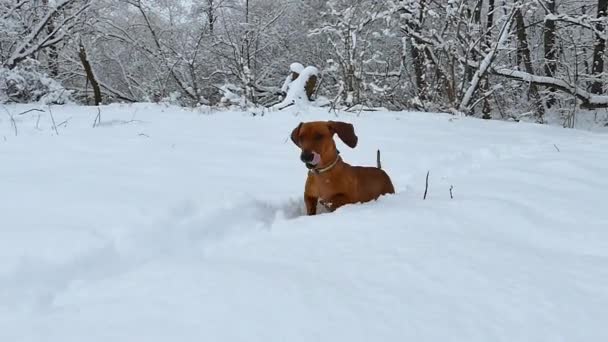 Le chien traverse la neige profonde en hiver. Red Dachshund marche avec le propriétaire et profite de la neige blanche. Chien de chasse dans la forêt — Video