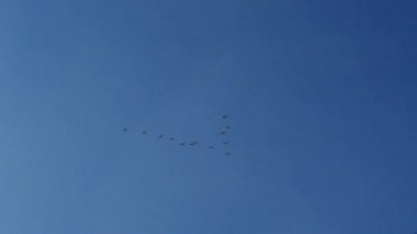 Kuğu anahtar ile gökyüzünde uçmak. Mavi gökyüzüne karşı kuşların uçuş.