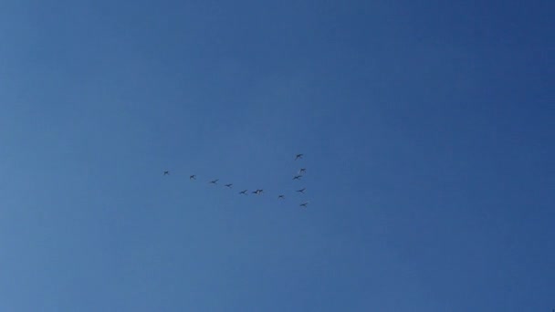 Les Cygnes Volent Dans Ciel Avec Clé Vol Oiseaux Contre — Video