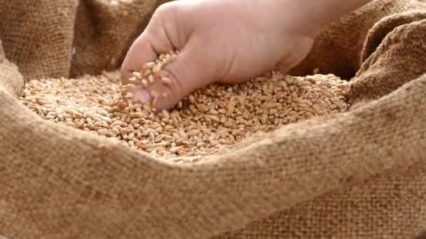農民は 彼の手で袋に小麦をチェックします 袋に注いだの穀物を収穫します 農夫は小麦の種をまく準備しています 小麦粉からパン — ストック動画