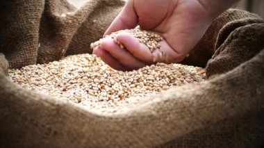 Çiftçi elleri ile çanta içinde buğday denetler. Bir torba içine dökülür Tahıl hasat. Çiftçi buğday ekmek hazırlanıyor. Ekmek buğday unu üzerinden