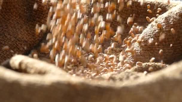Agricultor Verifica Trigo Saco Com Mãos Colheita Grãos Derramados Saco — Vídeo de Stock