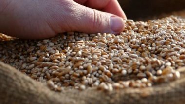 Çiftçi elleri ile çanta içinde buğday denetler. Bir torba içine dökülür Tahıl hasat. Çiftçi buğday ekmek hazırlanıyor. Ekmek buğday unu üzerinden