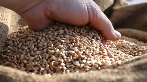 农夫用手检查袋子里的麦子 收割的谷物倒入袋子里 农夫正在准备播种小麦 面粉面包 — 图库视频影像