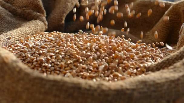农夫用手检查袋子里的麦子 收割的谷物倒入袋子里 农夫正在准备播种小麦 面粉面包 — 图库视频影像