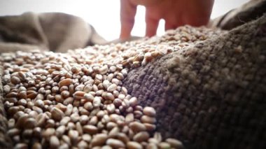 Çiftçi elleri ile çanta içinde buğday denetler. Bir torba içine dökülür Tahıl hasat. Çiftçi buğday ekmek hazırlanıyor. Ekmek buğday unu üzerinden