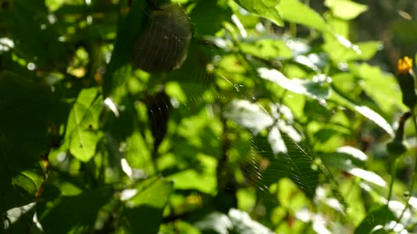 一只蜘蛛网和一只蜘蛛在森林的灌木丛中摇晃 视频与森林鸟和丛林的声音 美丽的蜘蛛网在阳光下可见 — 图库视频影像