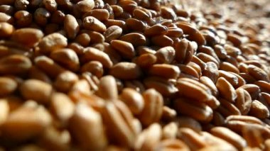 Buğday tohumu yakın çekim. Buğday taneleri bir çuval dökülür. Buğday hasat. Çiftçi iyi bir hasat vardır. Ekmek pişirme için hammadde.