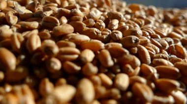 Buğday tohumu yakın çekim. Buğday taneleri bir çuval dökülür. Buğday hasat. Çiftçi iyi bir hasat vardır. Ekmek pişirme için hammadde.