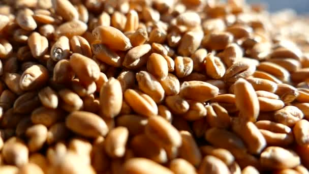 Wheat Seeds Close Wheat Grains Poured Sack Harvest Wheat Farmer — Stock Video