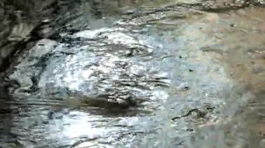 Suyun üzerindeki ağaçların yansıması. Nehirde siyah su parlıyor. Dalgalar kıyıda yüzüyor. Sudaki doku.